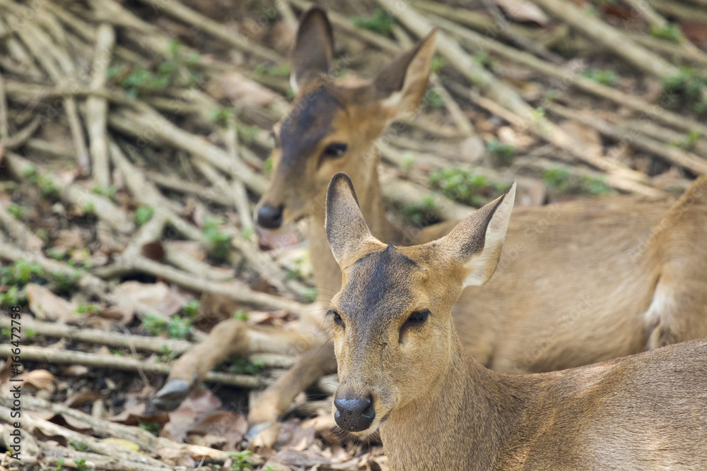 Image of a deer on nature background. wild animals.