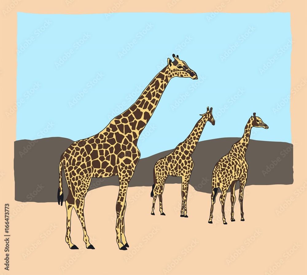 Fototapeta premium Three Giraffes in Etosha National Park, Namibia.