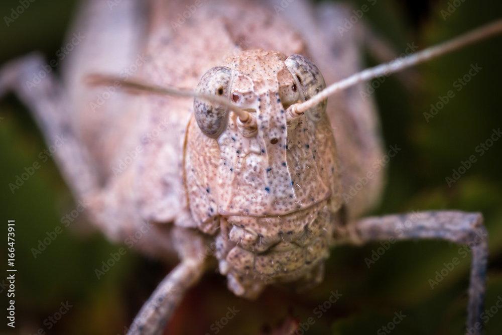 High magnification macro of grashopper's head