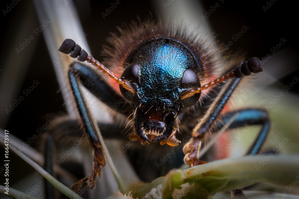 Bug's close up