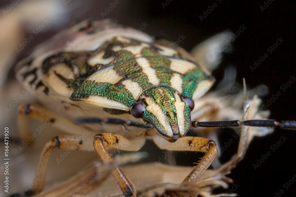Shield bug extreme macro