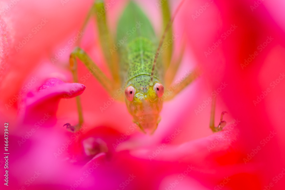 Grasshopper in a rose close up background wallpaper
