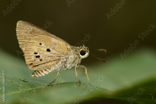 Image of The Indian Palm Bob butterfly (Suastus gremius gremius Fabricius, 1798) on green leaves. Insect Animal