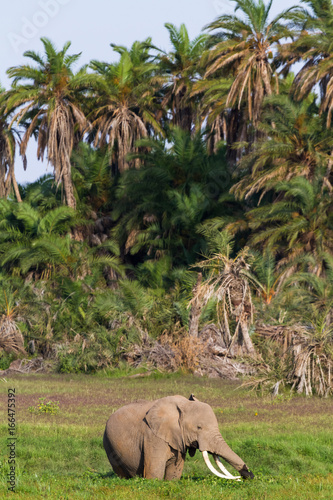 Huge elephant in the swamp. Amboseli, Kenya. Africa