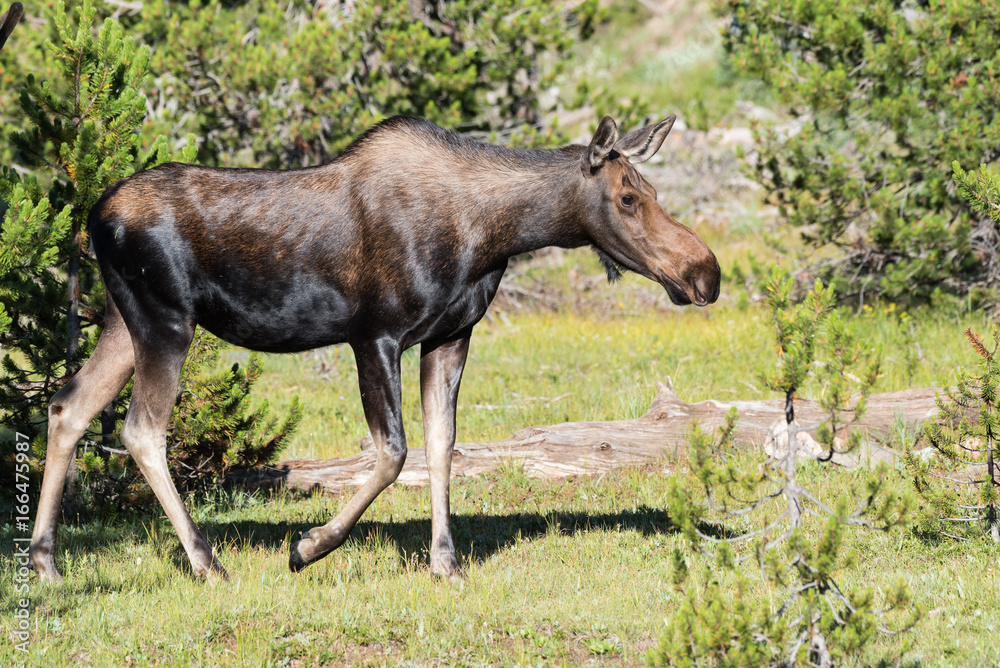 Shiras Moose of The Colorado Rocky Mountains Shiras Moose of The Colorado Rocky Mountains