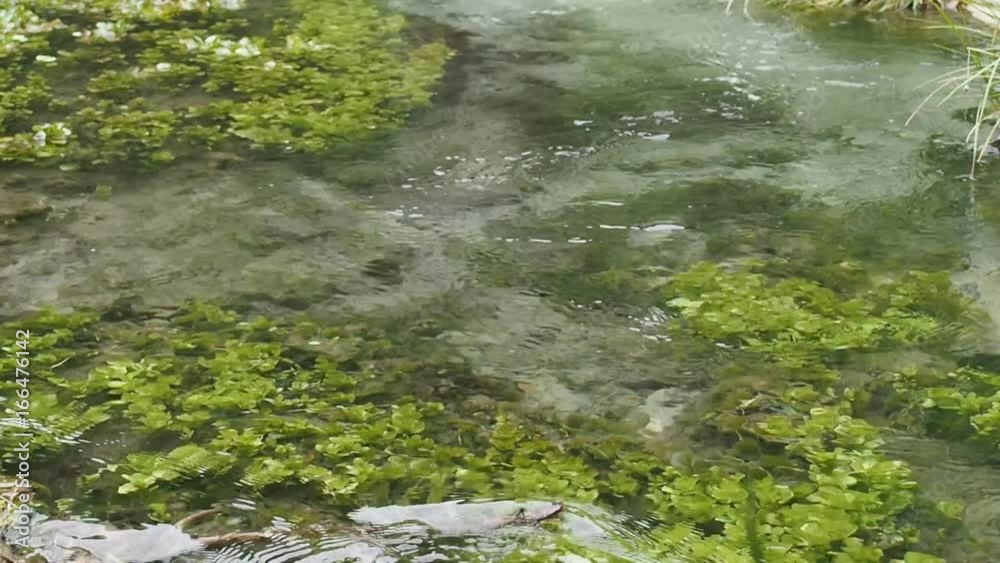 Forest stream with clear water and algae. Forest stream with clear water and algae.