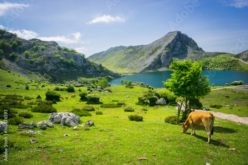 Cows herding on the meadow near Covadonga lakes in Spain in summer sunny day