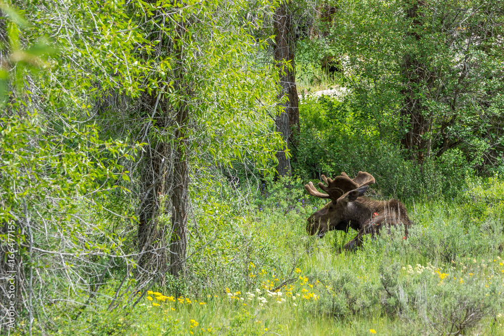 junger Elchbull im Grand Teton National Park, Wyoming junger Elchbull im Grand Teton National Park, Wyoming