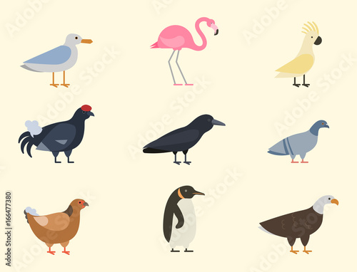 Bird species collection different vector illustration wild animal characters avifauna tropical feather pets