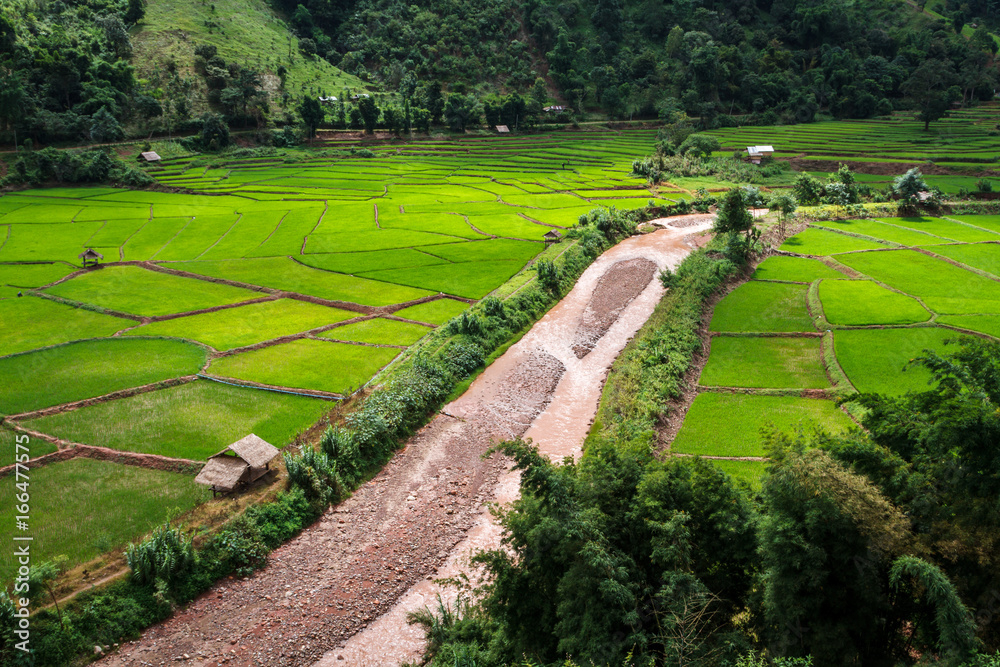 Green Terraces rice field, a beautiful natural beauty on mountain in Nan,Khun Nan  Rice Terraces, Boklua  Nan Province, Thailand