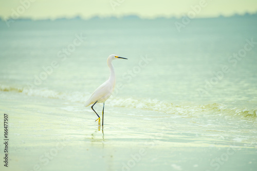 Graceful bird of a heron in the water on the shore of the ocean. USA. Florida.   © Ann Stryzhekin