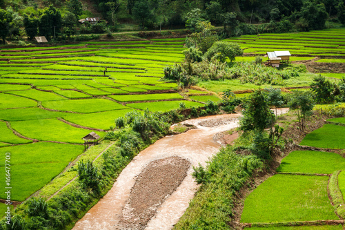 Green Terraces rice field, a beautiful natural beauty on mountain in Nan,Khun Nan Rice Terraces, Boklua Nan Province, Thailand