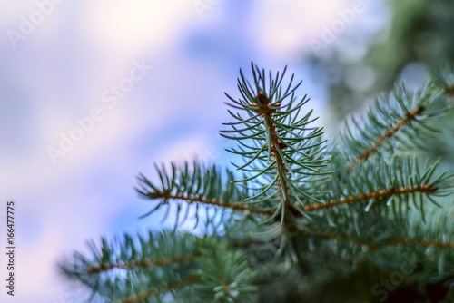 Spruce blue branch