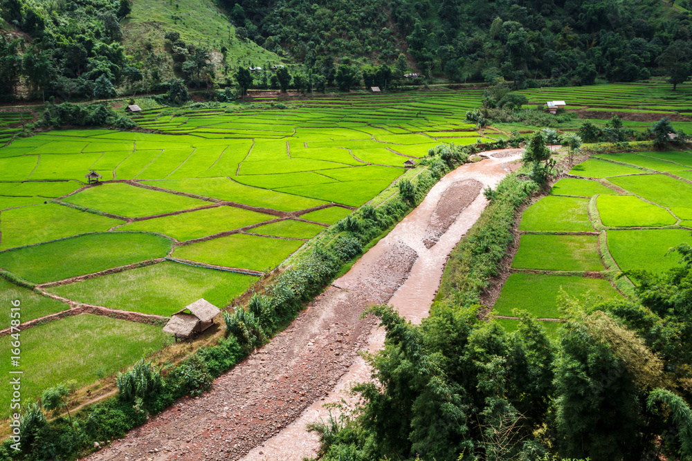 Green Terraces rice field, a beautiful natural beauty on mountain in Nan,Khun Nan  Rice Terraces, Boklua  Nan Province, Thailand