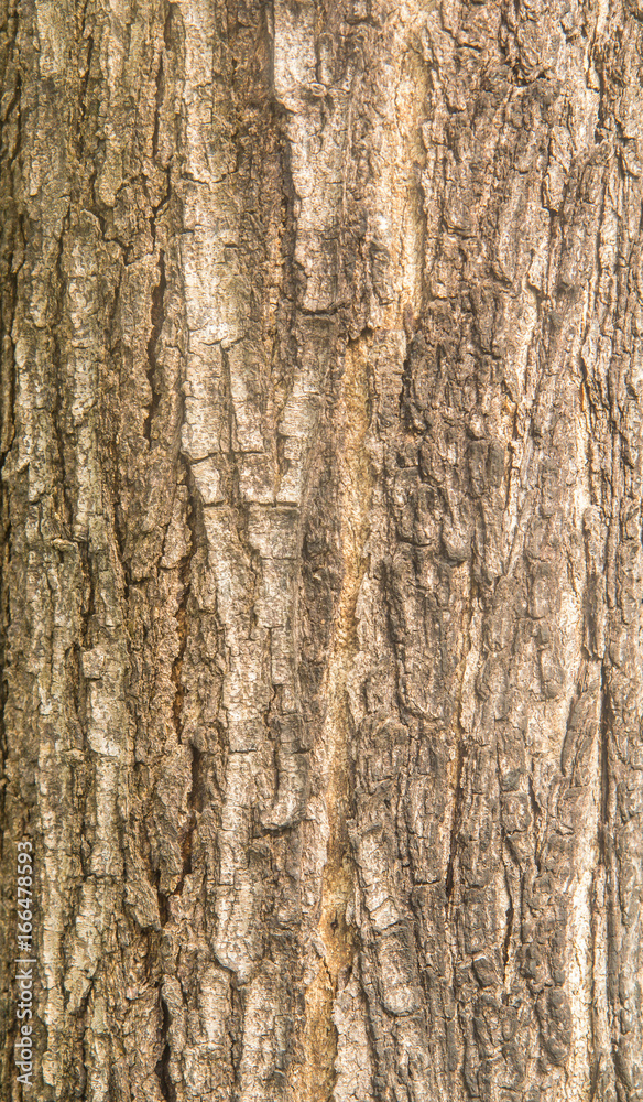 tree bark texture