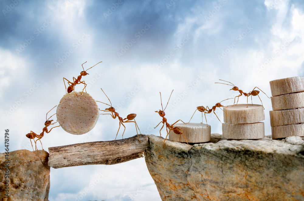 Ants carrying wood crossing cliff, teamwork concept
 - obrazy, fototapety, plakaty 