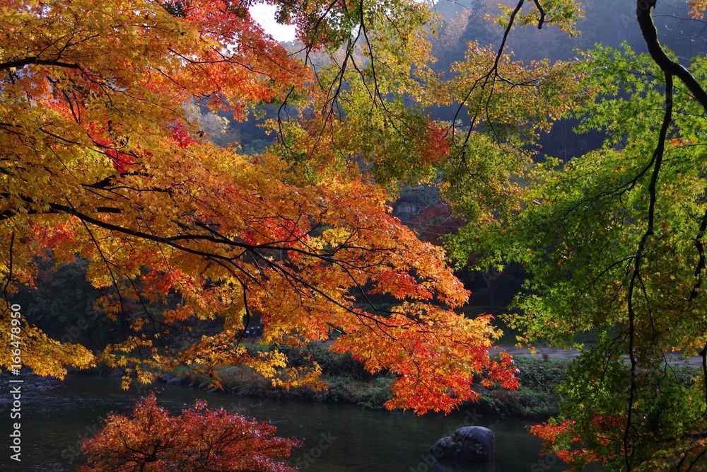 colored leaves in Japan