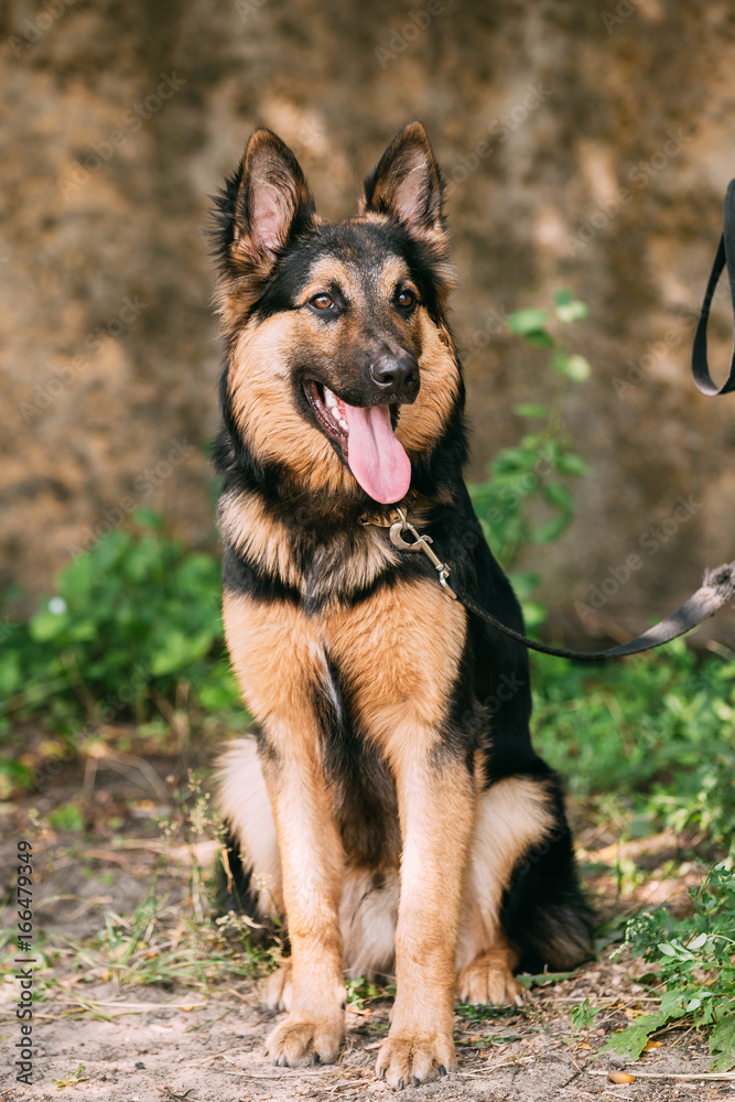 Beautiful German Shepherd Dog Sit In Green Grass. Alsatian Wolf Dog Or German Shepherd Dog On Green Grass Beautiful German Shepherd Dog Sit In Green Grass. Alsatian Wolf Dog Or German Shepherd Dog On Green Grass