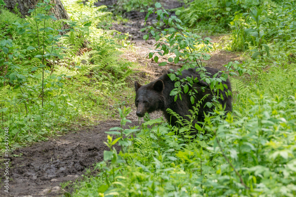 Begegnung mit einem Schwarzbär während einer Wanderung im Glacier National Park, Montana Begegnung mit einem Schwarzbär während einer Wanderung im Glacier National Park, Montana