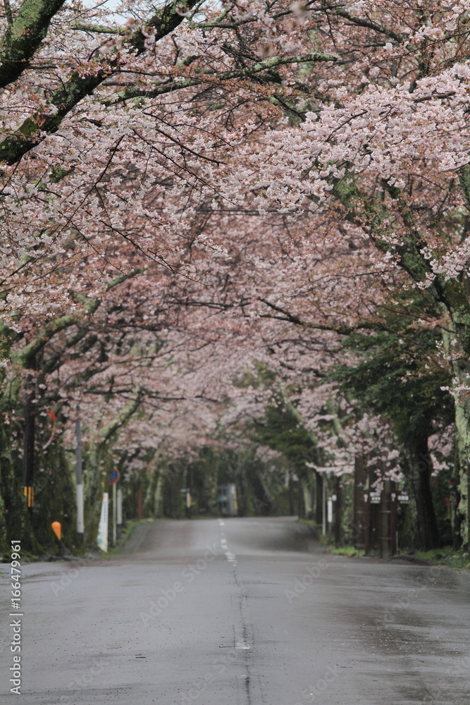 伊豆高原桜並木 (雨)