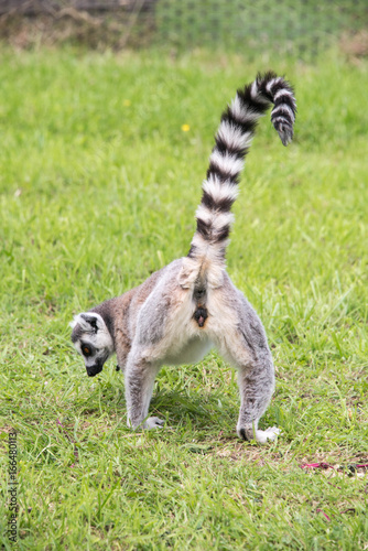 Rear view of lemur
