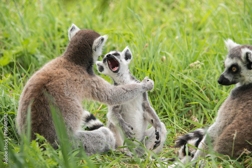 A young ring tailed lemur yawning