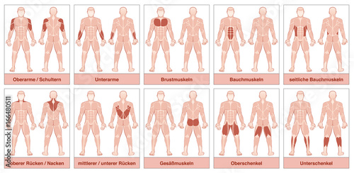 Muscle chart with german names - male body with the largest human muscles, divided into ten labeled cards with names and appropriate highlighted muscle groups - isolated vector illustration on white.