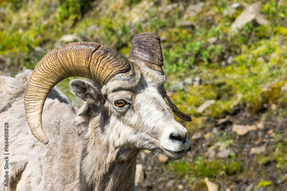 Bighorn-Schafe in den Kananaskis, Alberta Bighorn-Schafe in den Kananaskis, Alberta