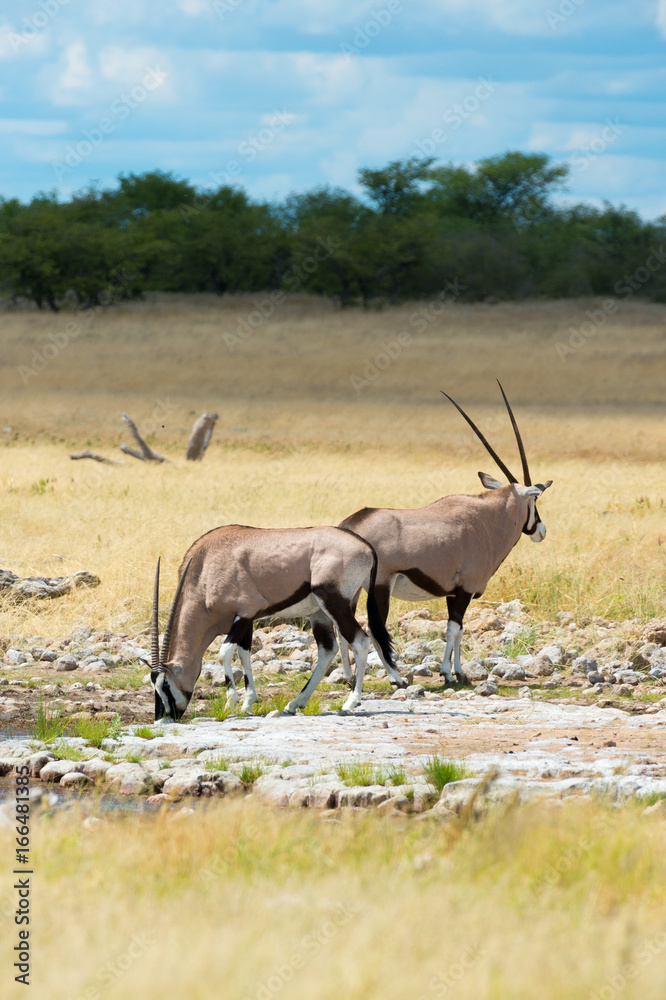 Oryx