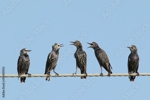 Group of common starlings on the wire