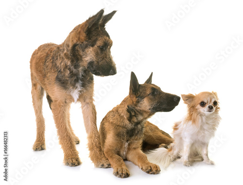 puppies belgian shepherd laekenois and chihuahua