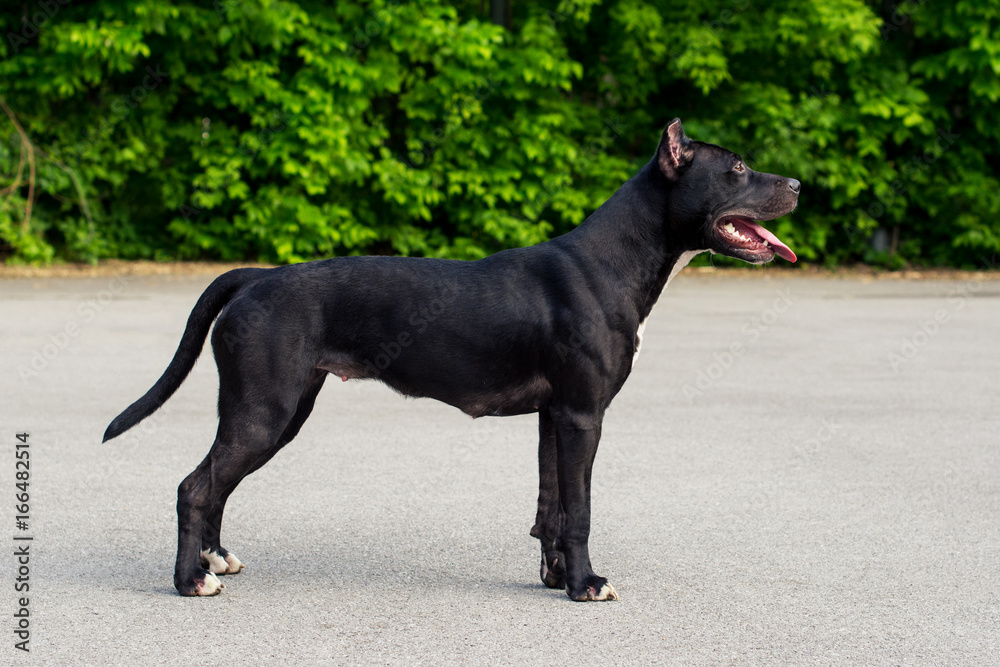Dog black and white american pit bull terrier in a team stand on a background of asphalt and green park