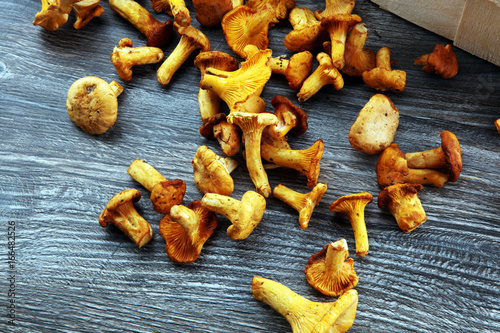 chanterelle mushrooms. Composition with wild mushrooms