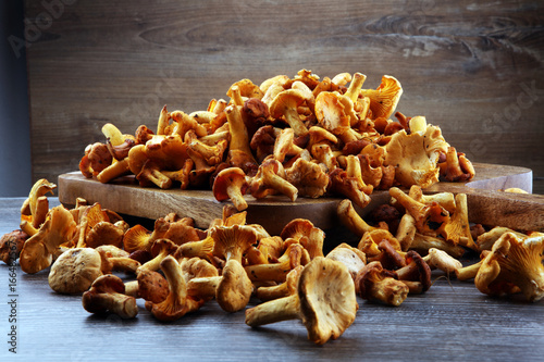 chanterelle mushrooms. Composition with wild mushrooms