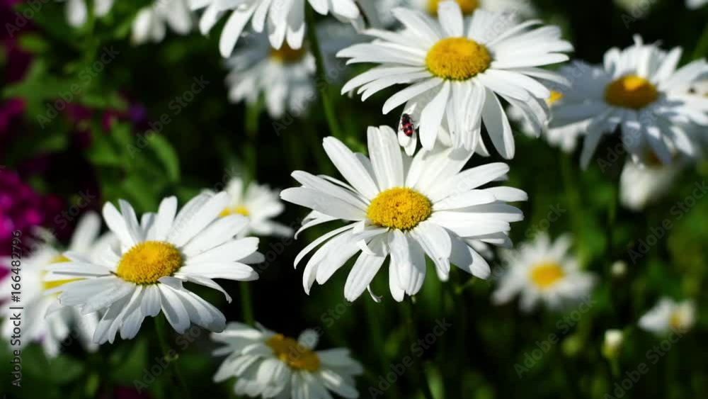 Chamomile Chamomile