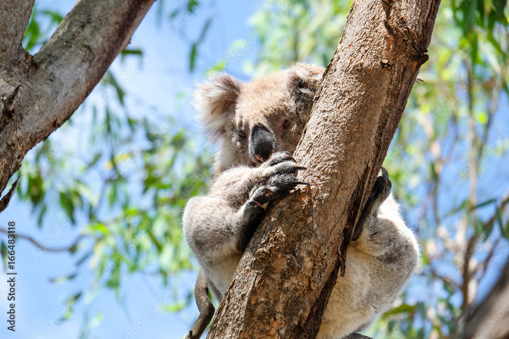 Fototapeta premium Australian koala between the branches of an eucalyptus tree