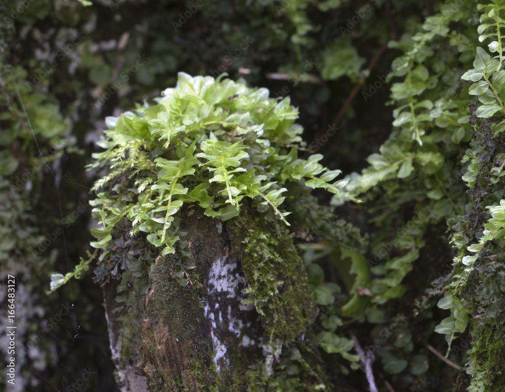 Moss (Tetraphis pellucida) Moss (Tetraphis pellucida)