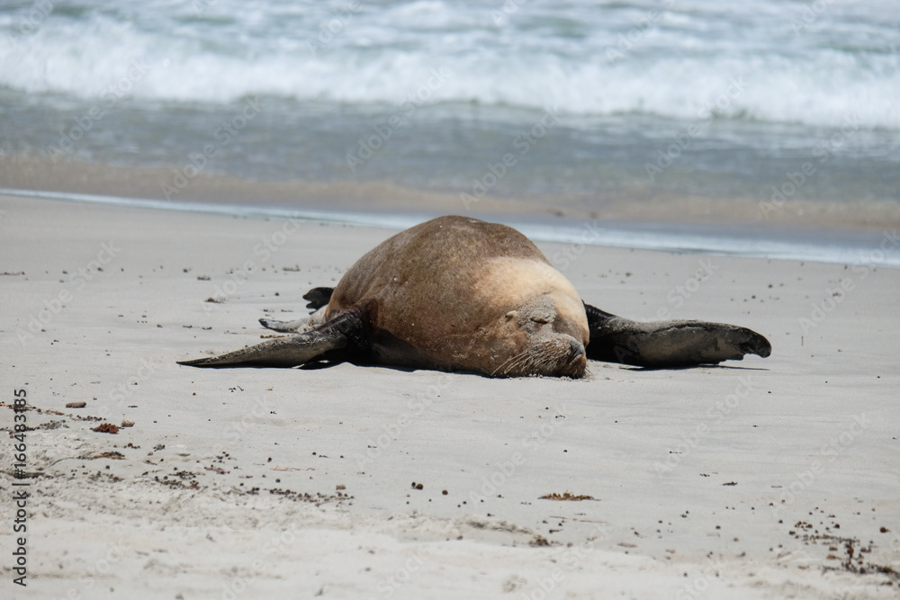 Fototapeta premium Sea lions on the beach at kangaroo island
