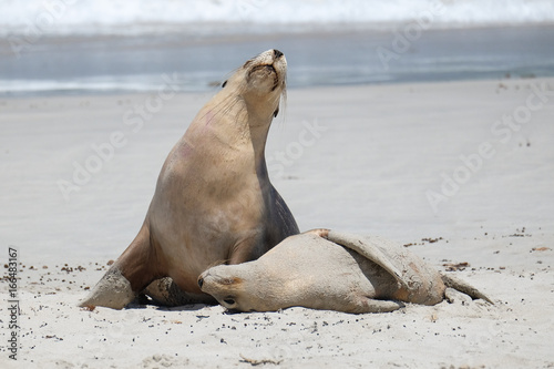 Sea lions on the beach at kangaroo island