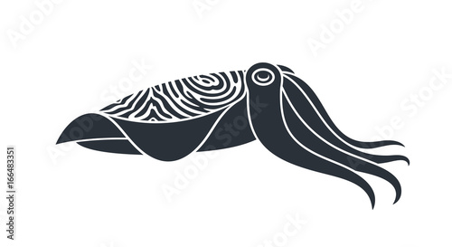 Pharaoh cuttlefish. Isolated cuttlefish on white background