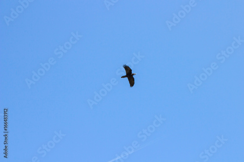 Crow in sky blue