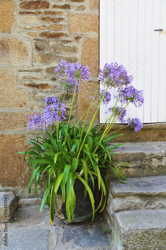 Fototapeta Naklejka Na Ścianę i Meble -  fleur agapanthe d'Afrique (agapanthus africanus) en pot dans cour extérieure maison