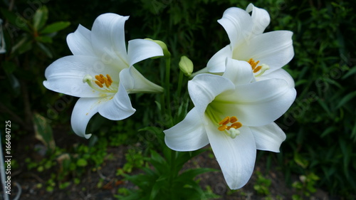Εκτύπωση καμβά lillies 4