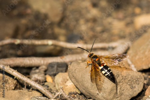 Eastern Cicada Killer photo