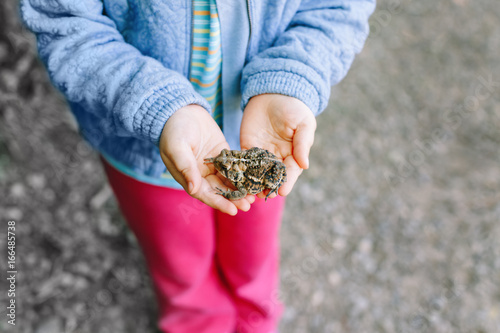 Closeup of kid child hands holding small green brown forest frog outside on summer autumn day
