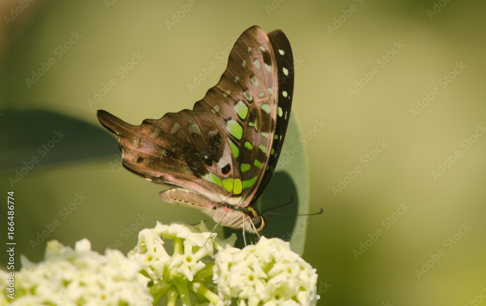 Obraz premium Tailed Jay