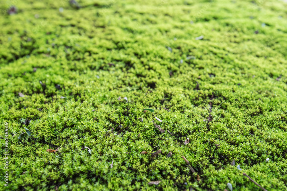 green mos nature background