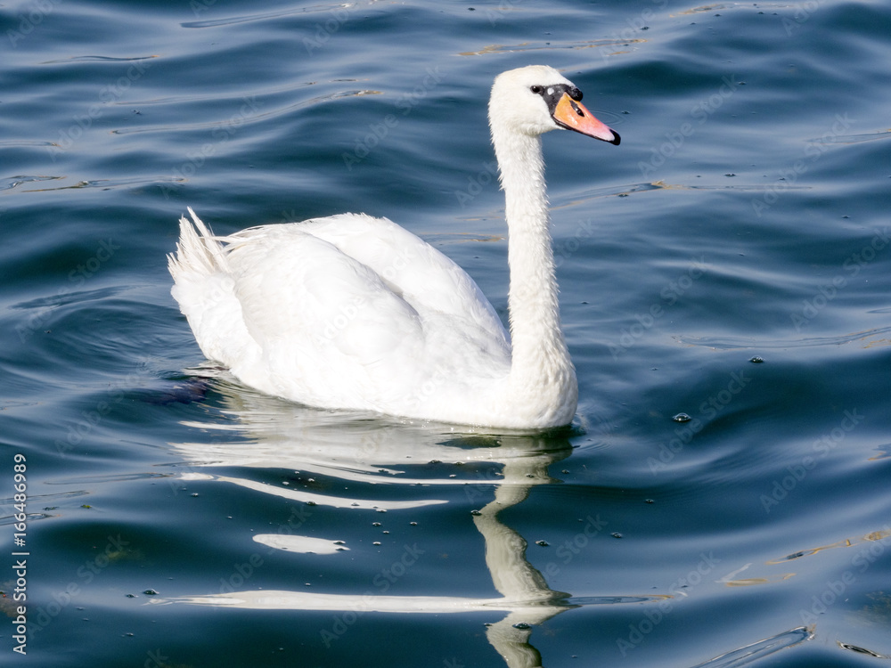 Mute Swan, Cygnus olor, Golden Sands Bay, Bulgaria Mute Swan, Cygnus olor, Golden Sands Bay, Bulgaria