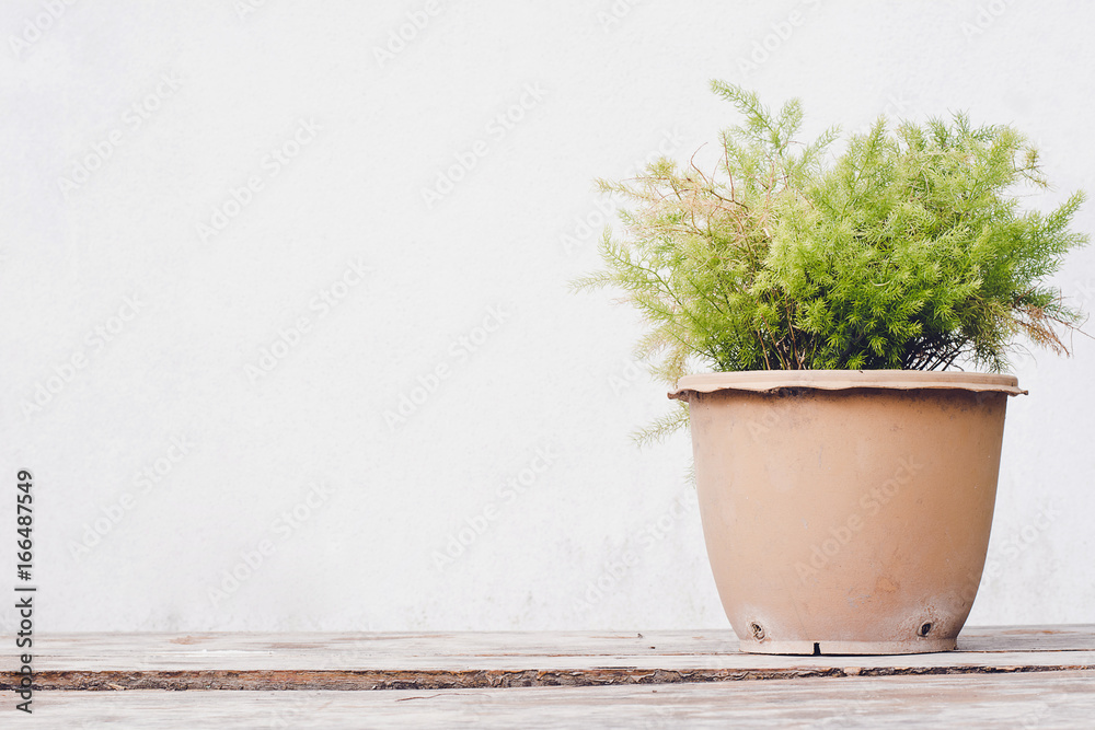 Green tree in a pot on a wooden floor isolate background. Green tree in a pot on a wooden floor isolate background.