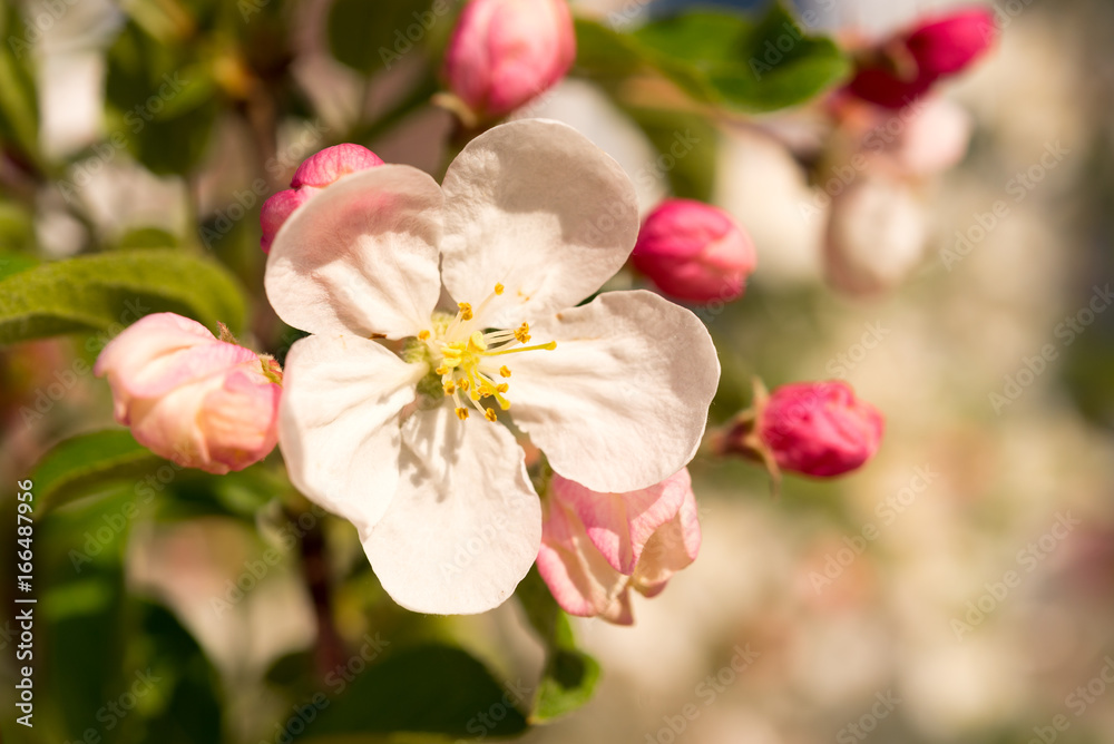 Spring blooming tree. Beautiful apple flowers on branch. Close-up. Spring blooming tree. Beautiful apple flowers on branch. Close-up.